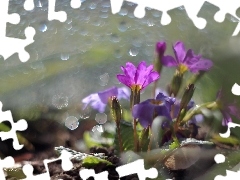 Pink, primroses, Flowers