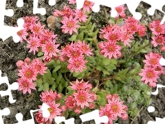 Pink, Sempervivum, Flowers