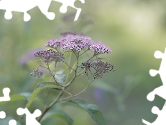 Flowers, Japanese Spirea, Pink