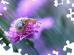 pink, snail, Pink