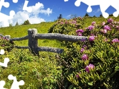 Hurdle, Spring, pink, rhododendrons, Bush, Meadow