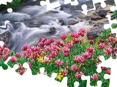 Pink, trefoil, River, Stones, tear