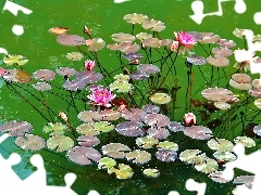 Pink, lilies, water