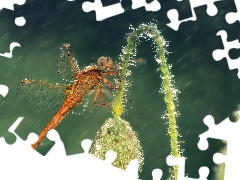 Rain, dragon-fly, plant