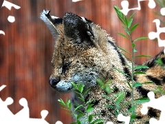 plant, Serval, profile