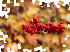 blueberries, red hot, Plant