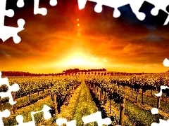 west, vineyard, plantation, sun