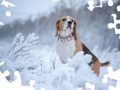 Snowy, Plants, Beagle, winter, dog
