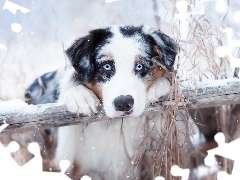 Blue, dog, beam, Plants, Eyes, Australian Shepherd