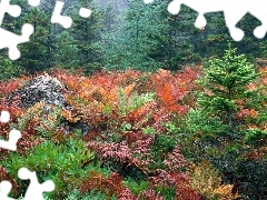 Plants, Bush, Conifers, color, green ones