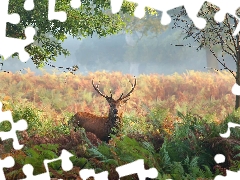 deer, fern, trees, Plants