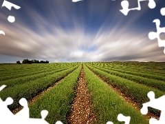 Plants, clouds, Field