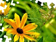 plants, Yellow, Flowers