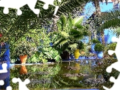 Garden, exotic, Plants, water