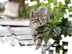 Gray, the roof, Plants, cat