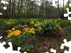 Flowers, trees, Marsh-Marigold, viewes, forest, marigolds, Plants