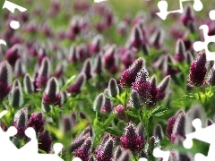 trefoil, Plants