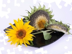 Sunflower, mature, plate, Colourfull Flowers