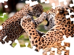 Leopard, play