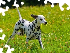 Meadow, Dalmatian, play, dog