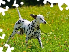 Meadow, Dalmatian, play, dog