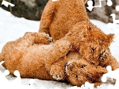 play, snow, young, lions, Two cars