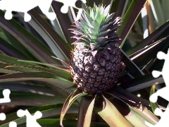 ananas, plume