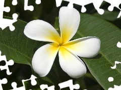 Plumeria