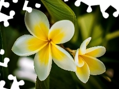 Plumeria