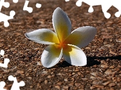 flower, Plumeria