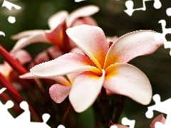 Plumeria, Beauty, Pink