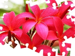 Pink, Plumeria