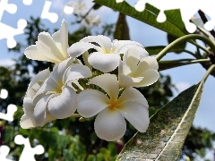 White, Plumeria