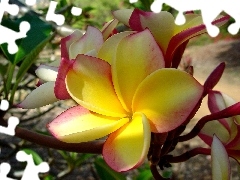 Plumeria