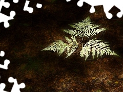 polypody, fleece, forester