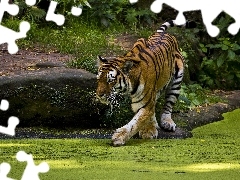 eyelash, tiger, Pond - car