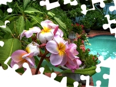 Pool, Plumeria, Garden