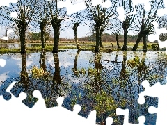 pool, willow, reflection