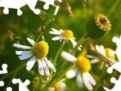 Meadow, chamomile, poppy-head, Flowers