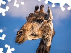 portrait, giraffe, Sky