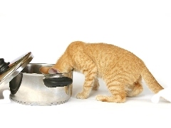 pot, hungry, cat