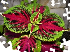 Colourfull Flowers, colors, Coleus, pot