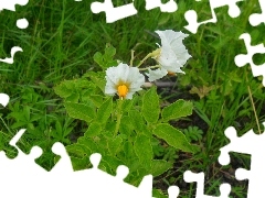 potato, flower, Bush