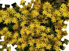 Potentillas, Yellow, Flowers