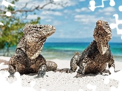 monitor lizards, Two cars, Powerful