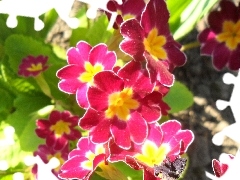 Pink and yellow, primrose