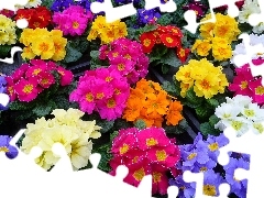 Primrose, color, Flowers