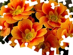 Orange, primrose