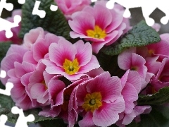 Pink, primrose, primrose, Flowers