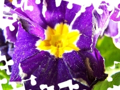 Violet, primrose